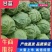 【甘蓝】张家口精品甘蓝/产地发货/诚信代购/欢迎来电