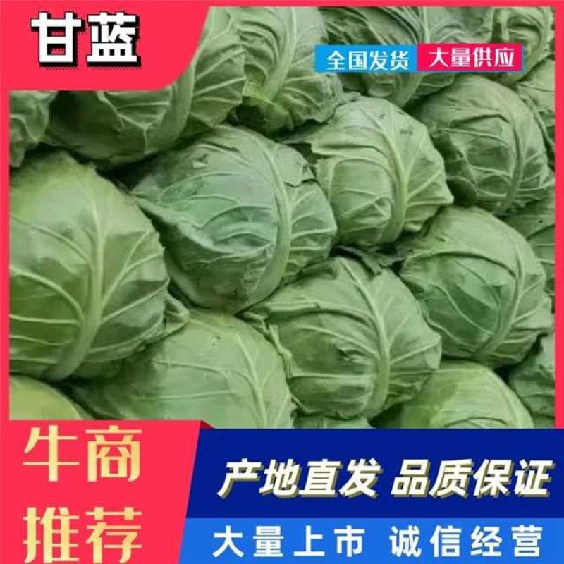 【甘蓝】张家口精品甘蓝/产地发货/诚信代购/欢迎来电