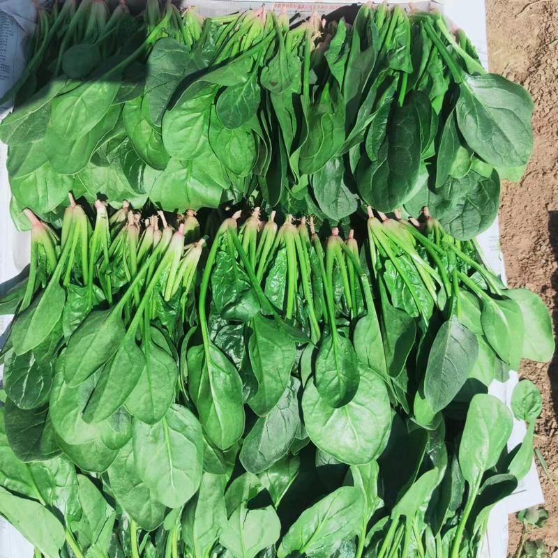 辽宁锦州精品大叶菠菜大量上市以质量求发展以信誉求生存