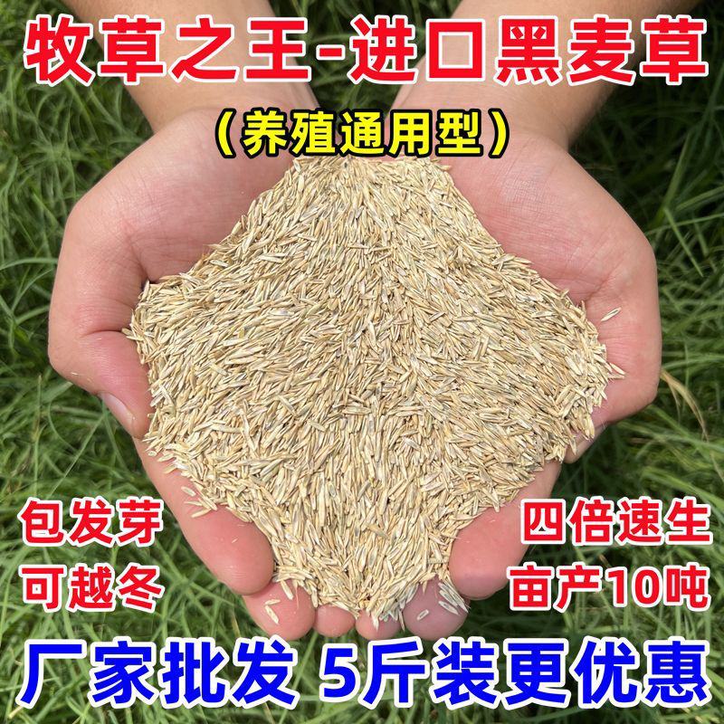 黑麦草种籽子四季多年生耐寒畜牧养殖草种鸡鸭牛羊鱼草牧草种