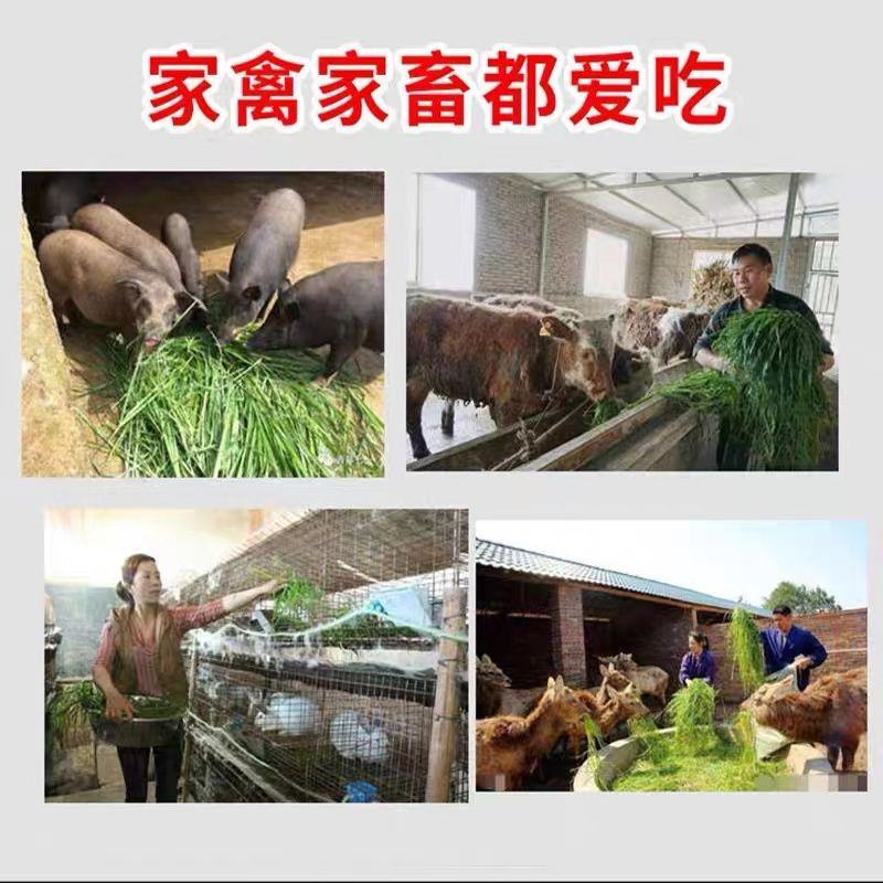 黑麦草种籽子四季多年生耐寒畜牧养殖草种鸡鸭牛羊鱼草牧草种