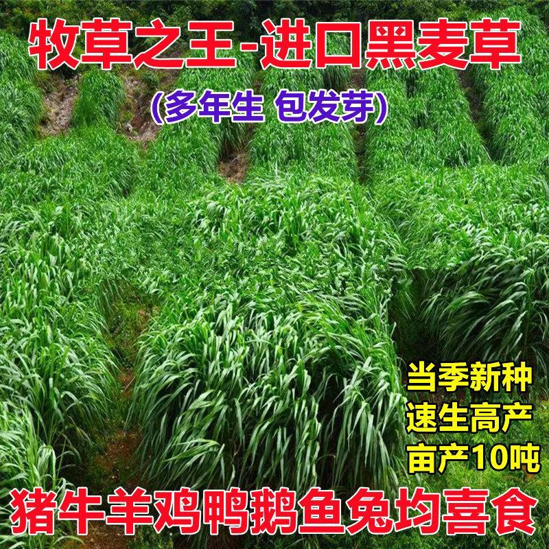 黑麦草种籽子四季多年生耐寒畜牧养殖草种鸡鸭牛羊鱼草牧草种