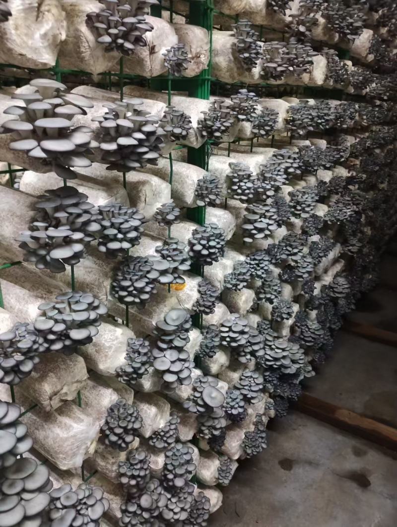 黑平菇