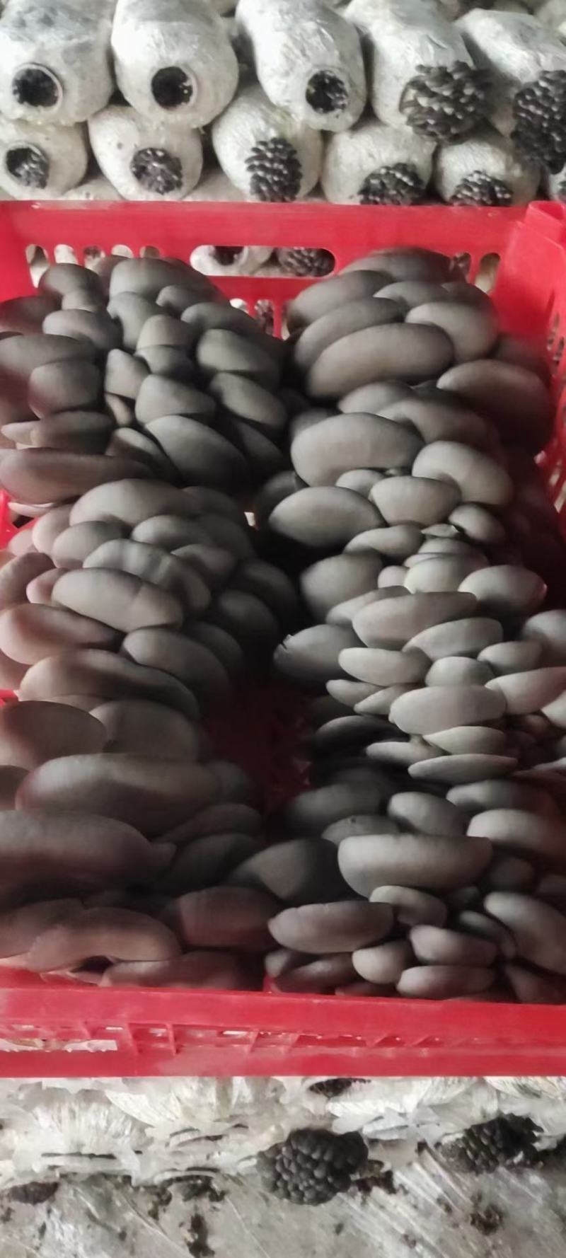 黑平菇