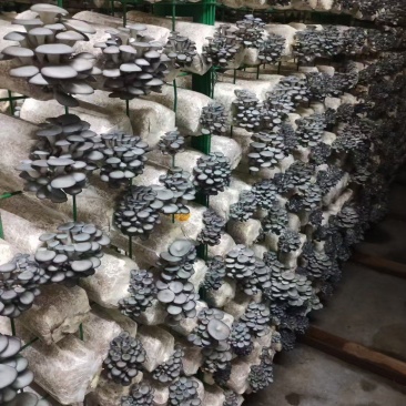 黑平菇