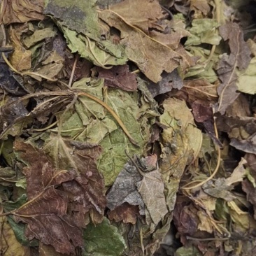 桑叶，以前种植的，现在剩田边地头或荒地荒坡生长