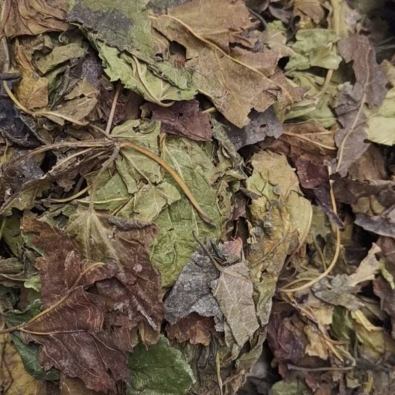 桑叶，以前种植的，现在剩田边地头或荒地荒坡生长