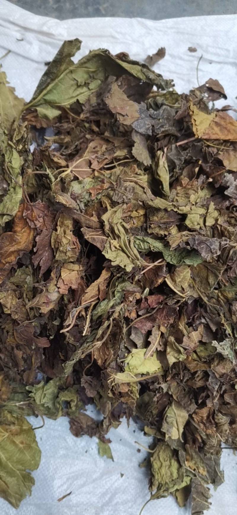 桑叶，以前种植的，现在剩田边地头或荒地荒坡生长