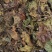 桑叶，以前种植的，现在剩田边地头或荒地荒坡生长