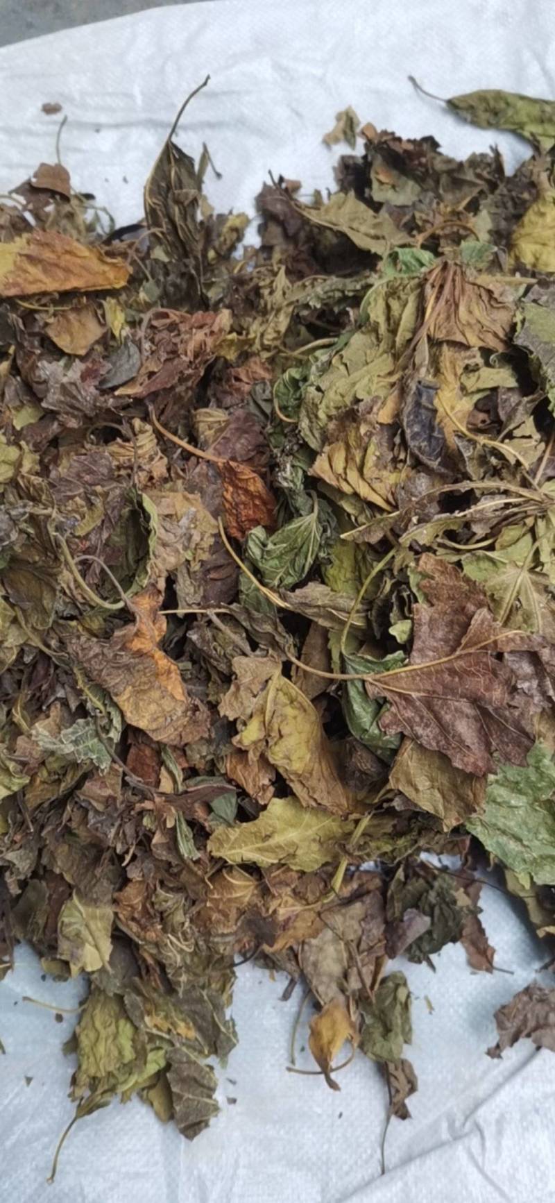 桑叶，以前种植的，现在剩田边地头或荒地荒坡生长