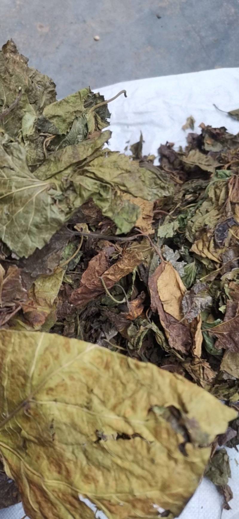 桑叶，以前种植的，现在剩田边地头或荒地荒坡生长