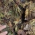 桑叶，以前种植的，现在剩田边地头或荒地荒坡生长
