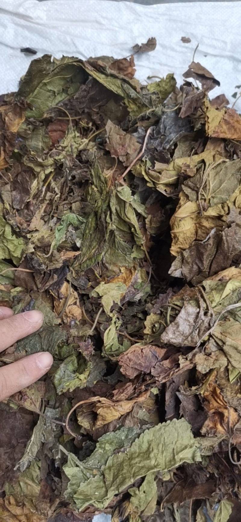 桑叶，以前种植的，现在剩田边地头或荒地荒坡生长