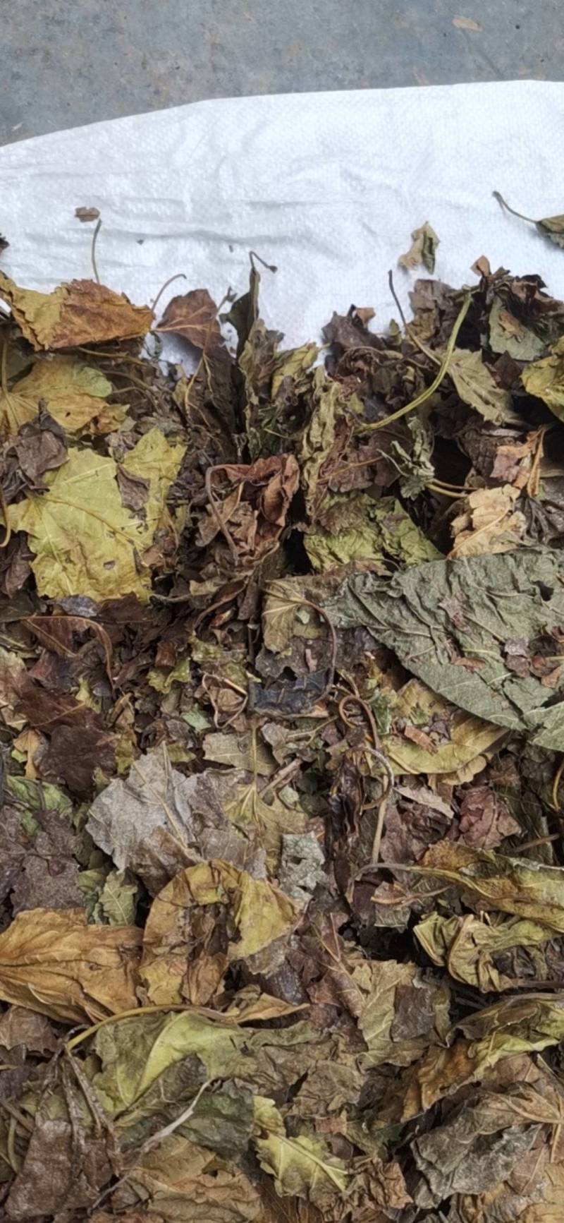 桑叶，以前种植的，现在剩田边地头或荒地荒坡生长