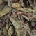 桑叶，以前种植的，现在剩田边地头或荒地荒坡生长