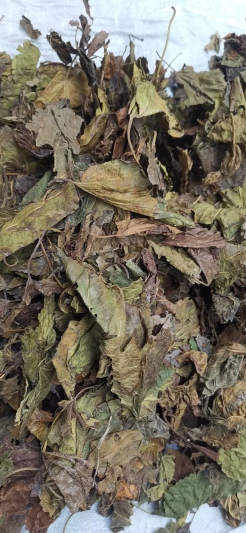 桑叶，以前种植的，现在剩田边地头或荒地荒坡生长