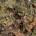 桑叶，以前种植的，现在剩田边地头或荒地荒坡生长
