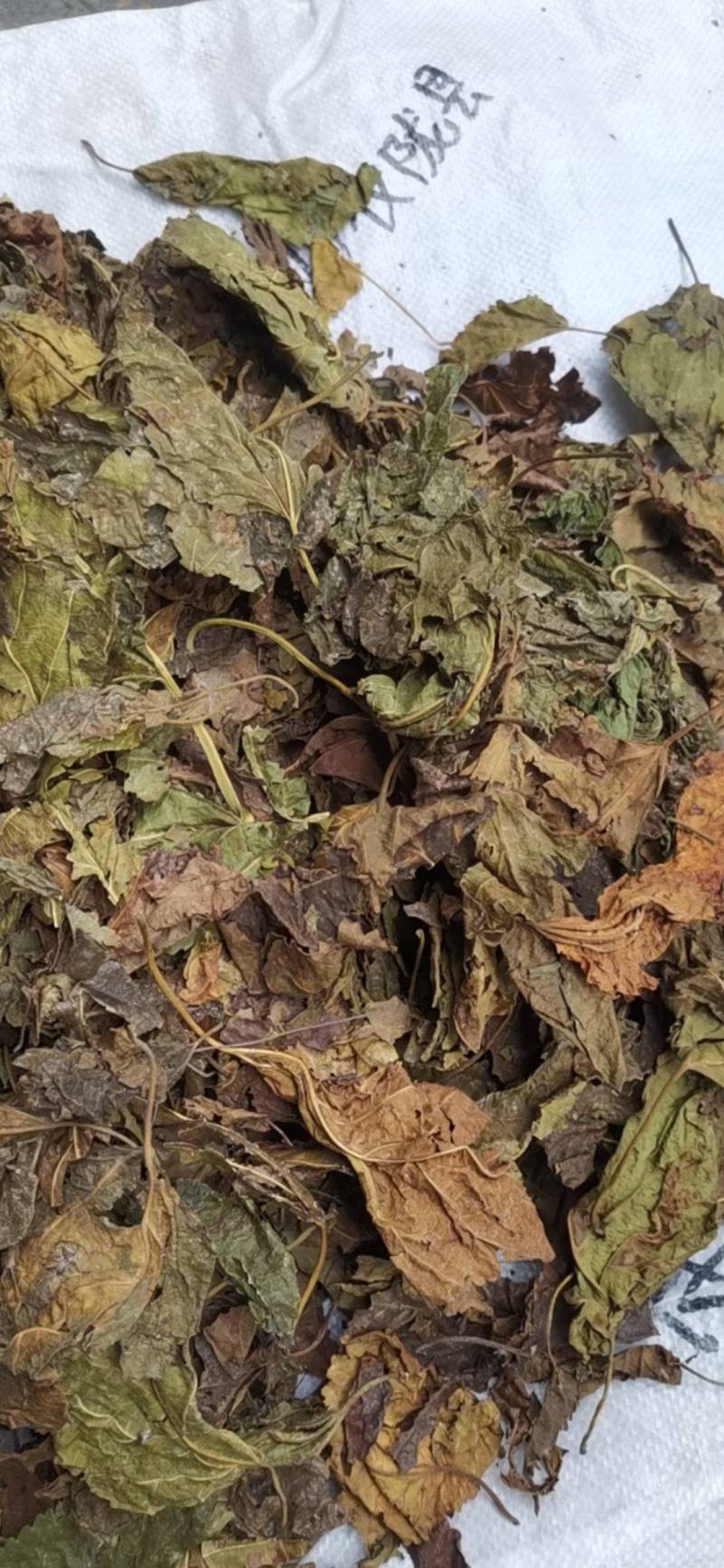 桑叶，以前种植的，现在剩田边地头或荒地荒坡生长