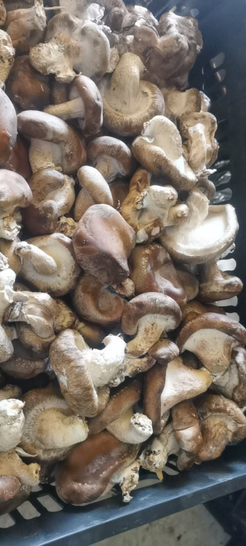 河北鲜香菇808香菇食品加企业可按工厂要求订单加工
