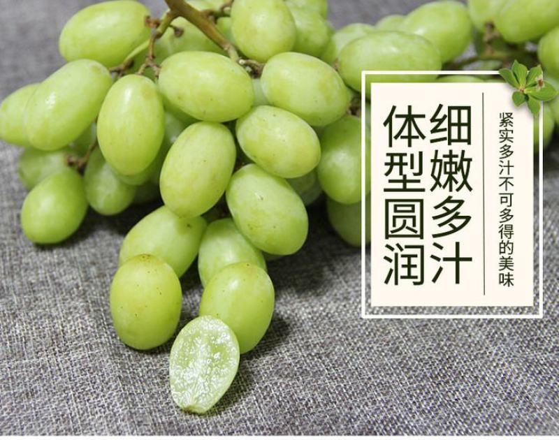 河北石家庄，维多利亚青提，产地直发，一手货源，欢迎来电。