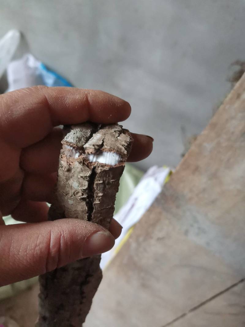 杜仲，统货1吨多，板皮占70%以上，卷筒点15%以上