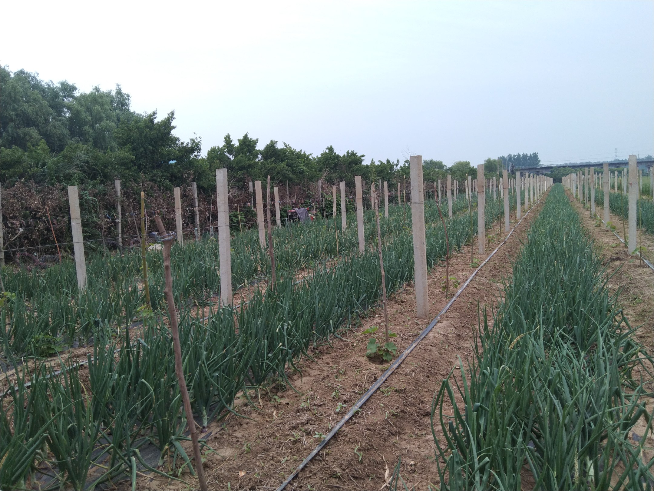 紫皮洋葱皮被用于泡水和堆肥的对比图