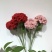 云南昆明斗南鲜花直发康乃馨，母亲节，量大从优