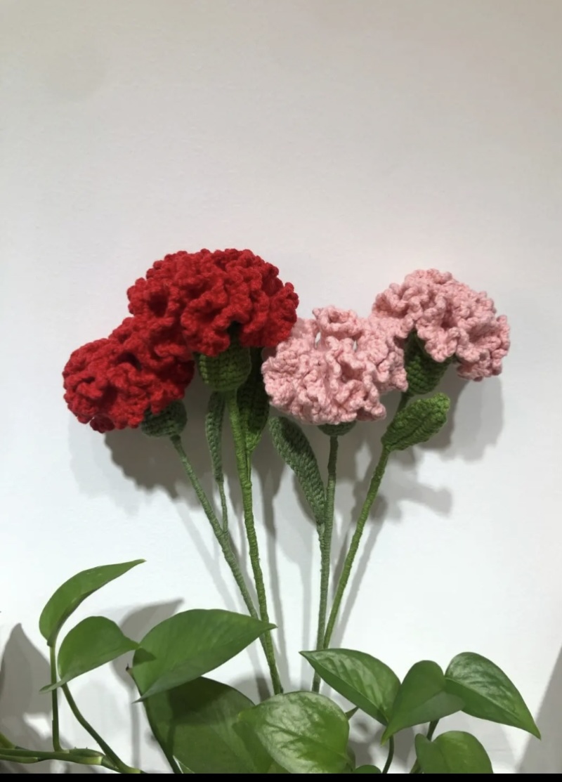 云南昆明斗南鲜花直发康乃馨，母亲节，量大从优
