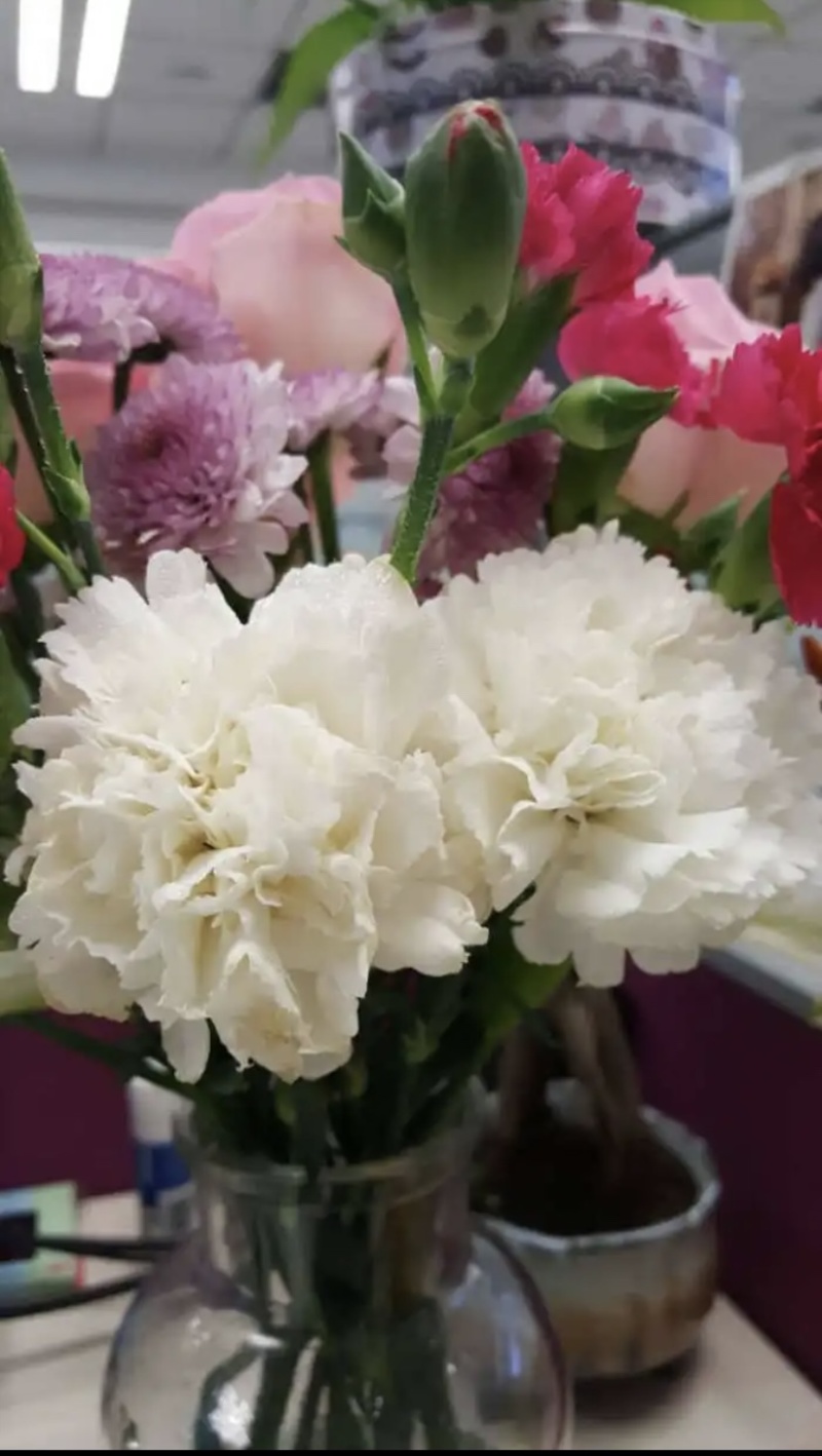 云南昆明斗南鲜花直发康乃馨，母亲节，量大从优