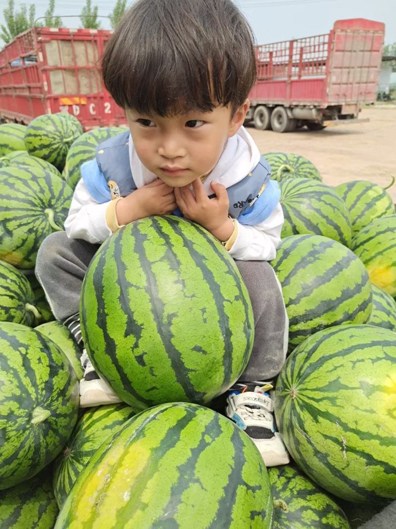 《诚信可靠》四川甜王西瓜品质保证宾至如归代发全国