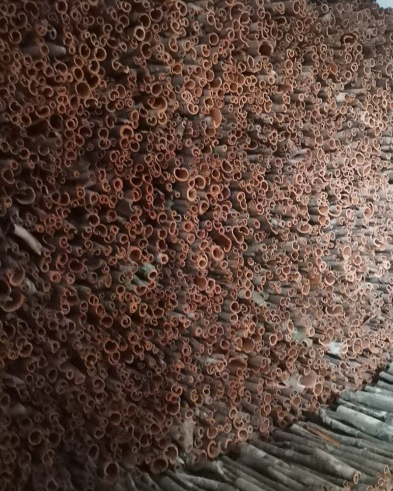 广西桂皮正宗本地桂皮，有差不多有俩千斤