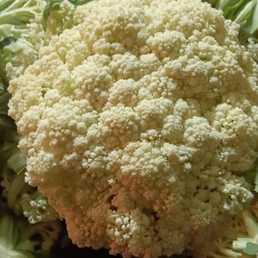 高山松花菜