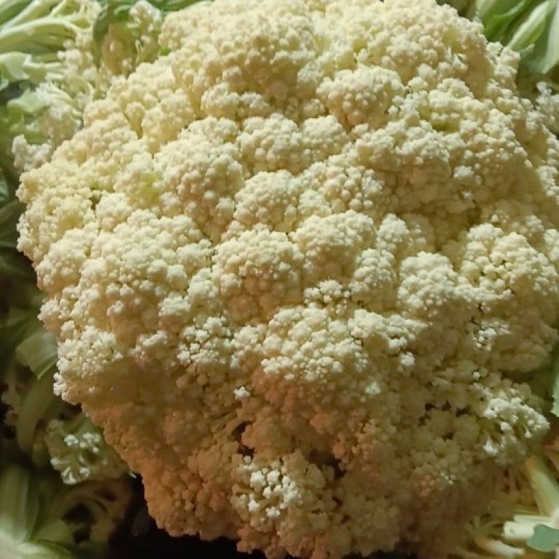 高山松花菜