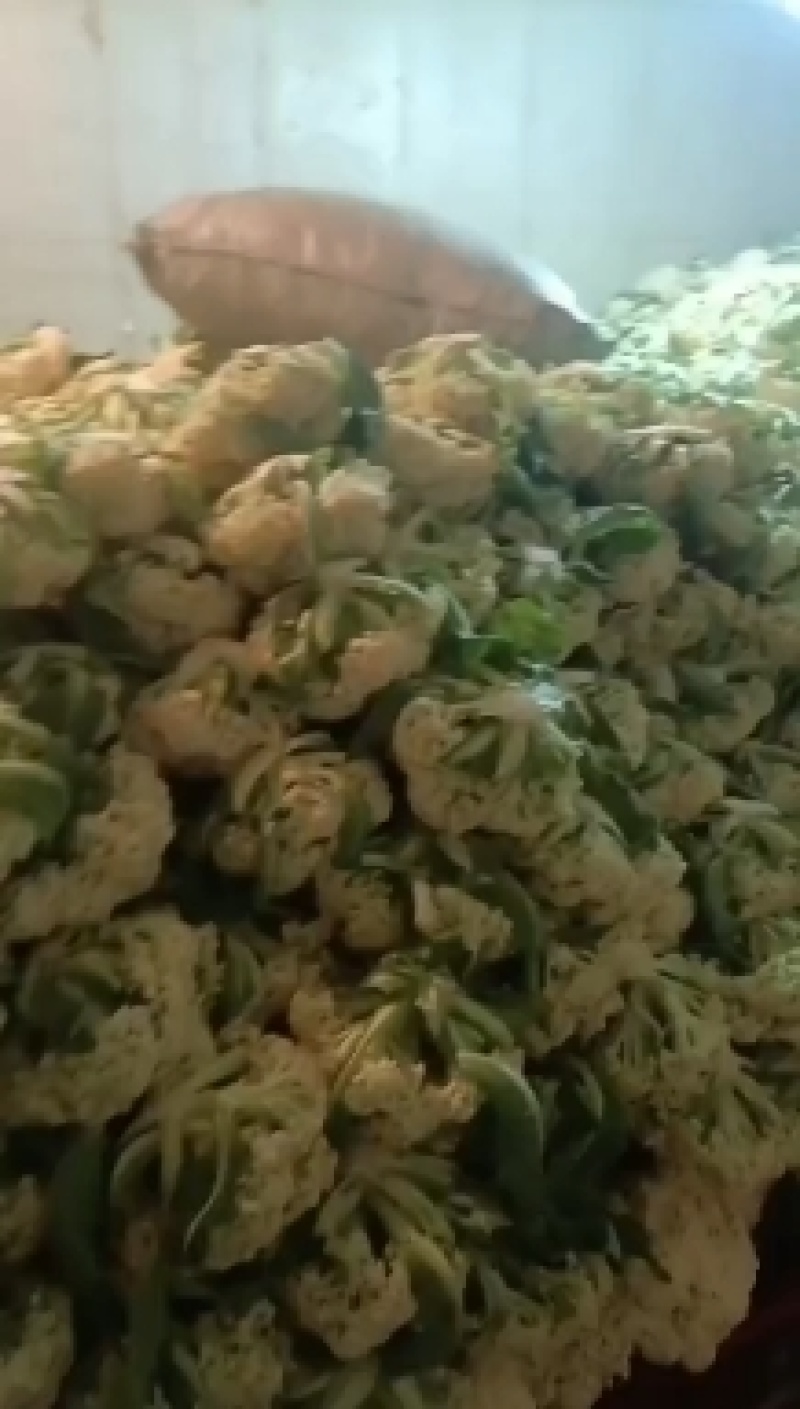 高山松花菜