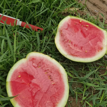 甜王，沃杆，夏橙都有