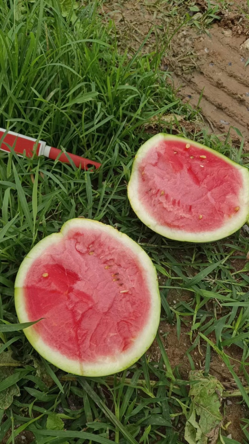 甜王，沃杆，夏橙都有