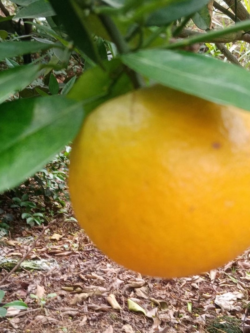 甜王，沃杆，夏橙都有