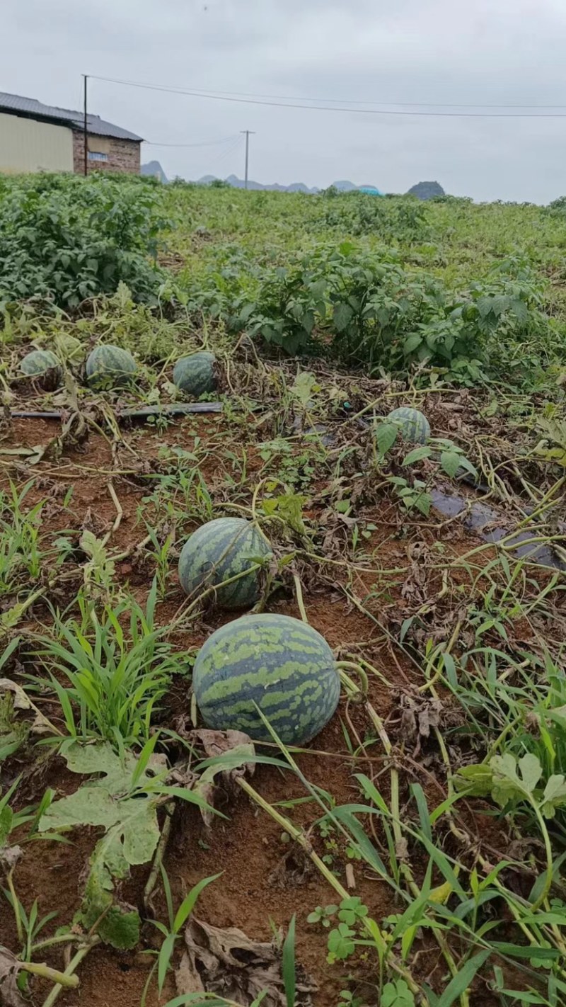 甜王，沃杆，夏橙都有