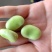 江苏东台精品蚕豆大量上市产地直发量大从优全国发货