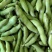 江苏东台精品蚕豆大量上市产地直发量大从优全国发货