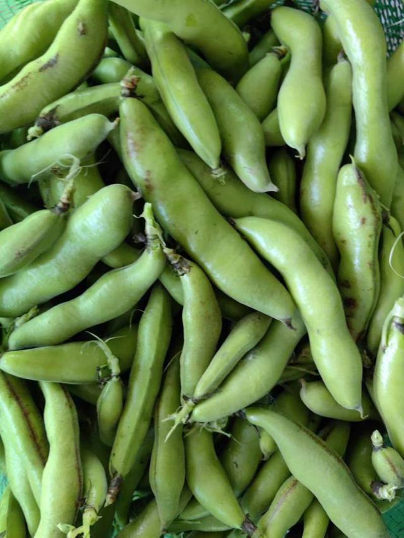 江苏东台精品蚕豆大量上市产地直发量大从优全国发货