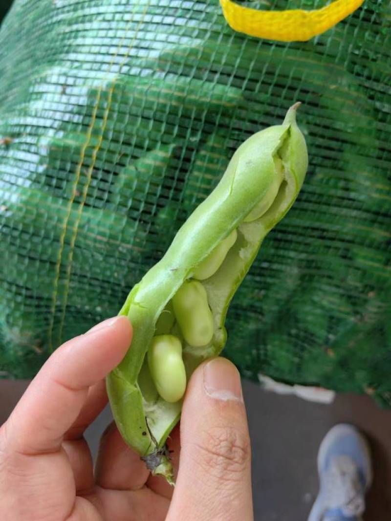 江苏东台精品蚕豆大量上市产地直发量大从优全国发货