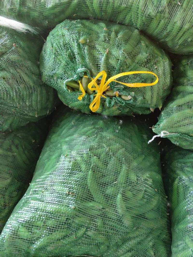 江苏东台精品蚕豆大量上市产地直发量大从优全国发货