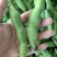 江苏东台精品蚕豆大量上市产地直发量大从优全国发货