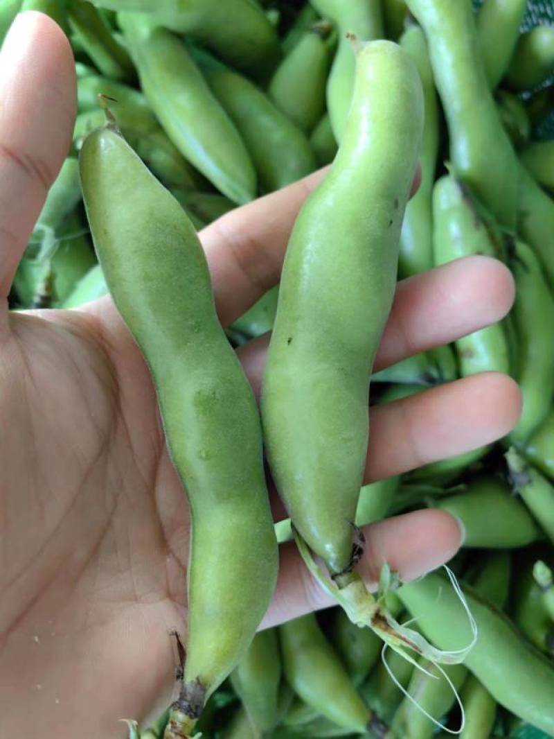 江苏东台精品蚕豆大量上市产地直发量大从优全国发货