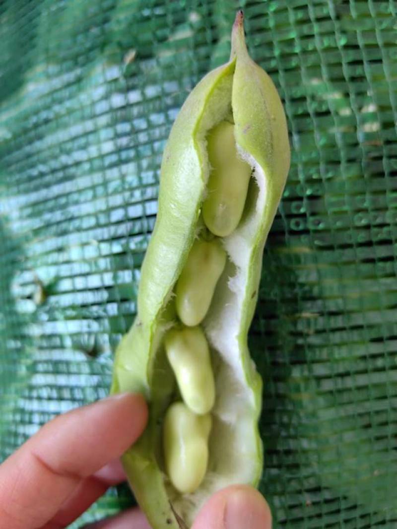 江苏东台精品蚕豆大量上市产地直发量大从优全国发货