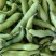 江苏东台精品蚕豆大量上市产地直发量大从优全国发货