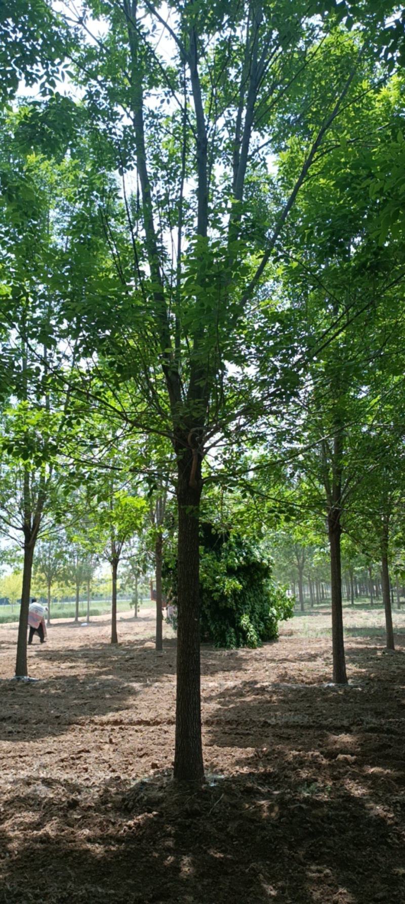 【热卖中】丛生白蜡3～8米规格齐全专业起树团队
