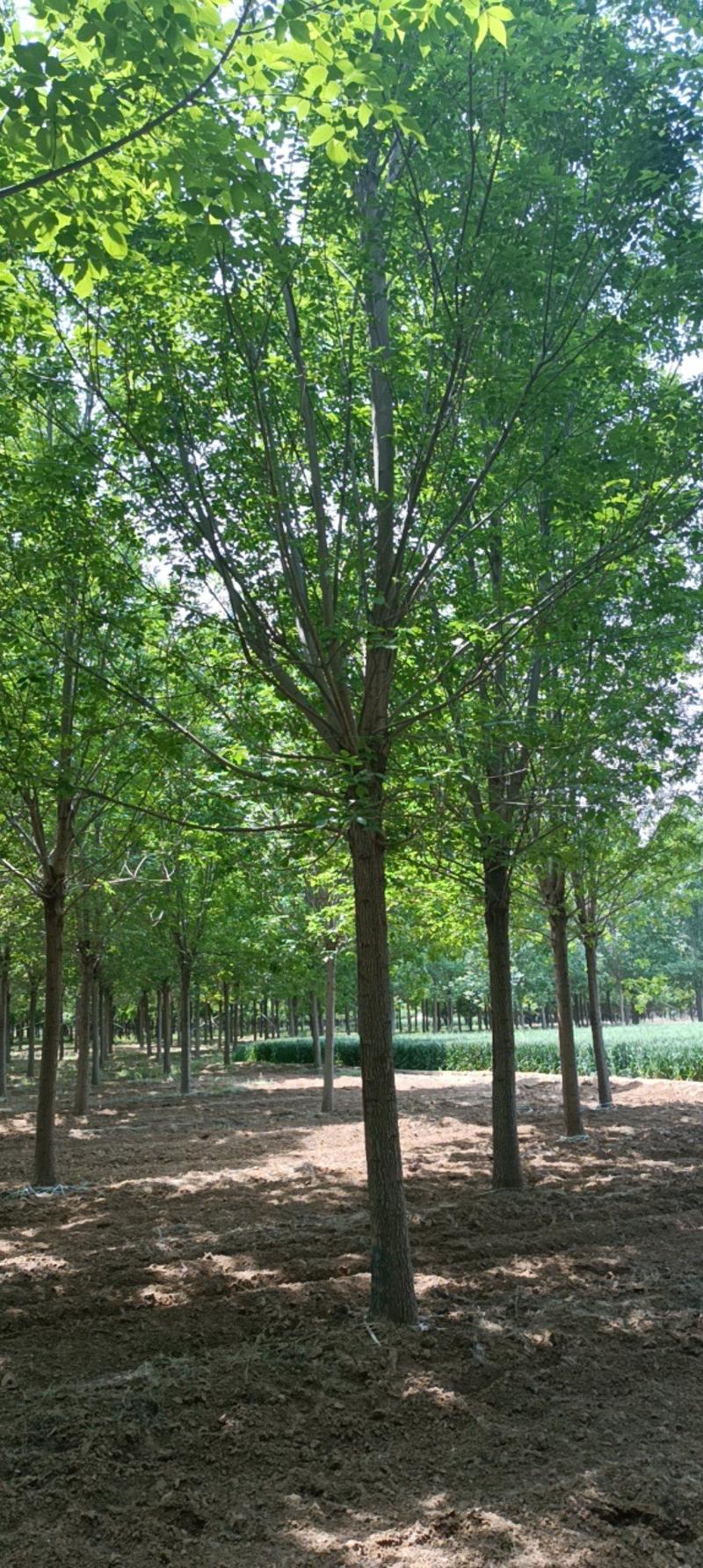 【热卖中】丛生白蜡3～8米规格齐全专业起树团队