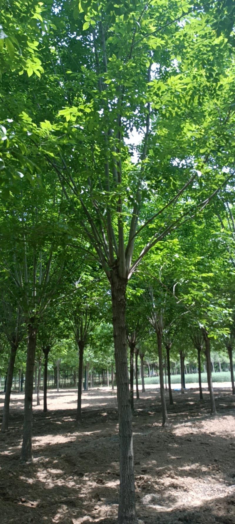 【热卖中】丛生白蜡3～8米规格齐全专业起树团队